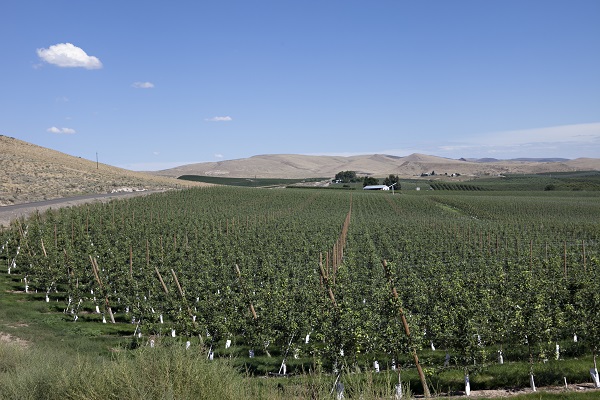 Farm in Yakima