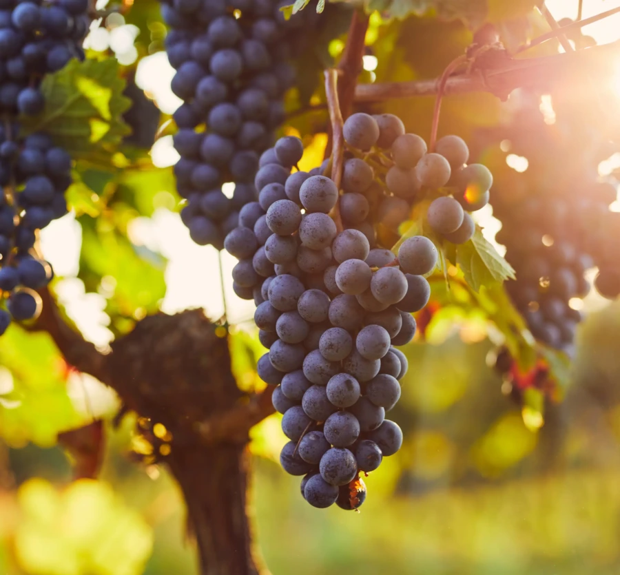 Wine Grape Growers: Don’t Lose Your Super-Priority Wine Producer Lien Status